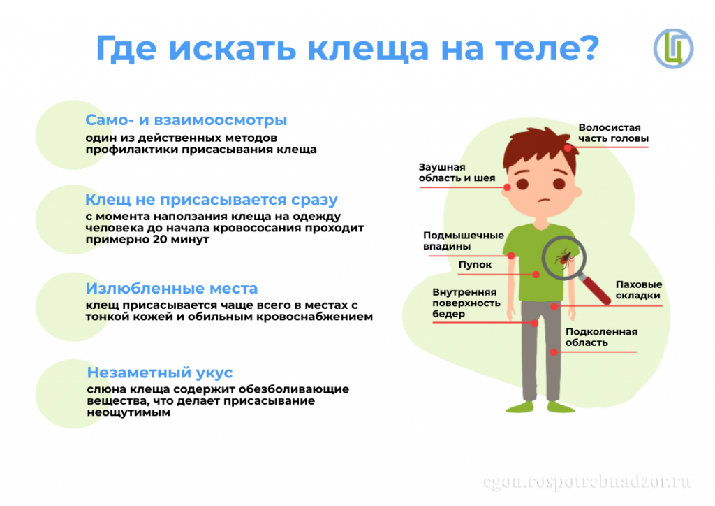 Где искать клеща на теле.png