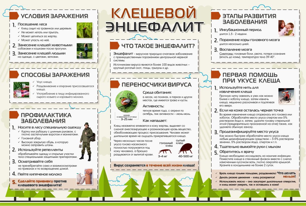 Клещевой энцефалит.jpg